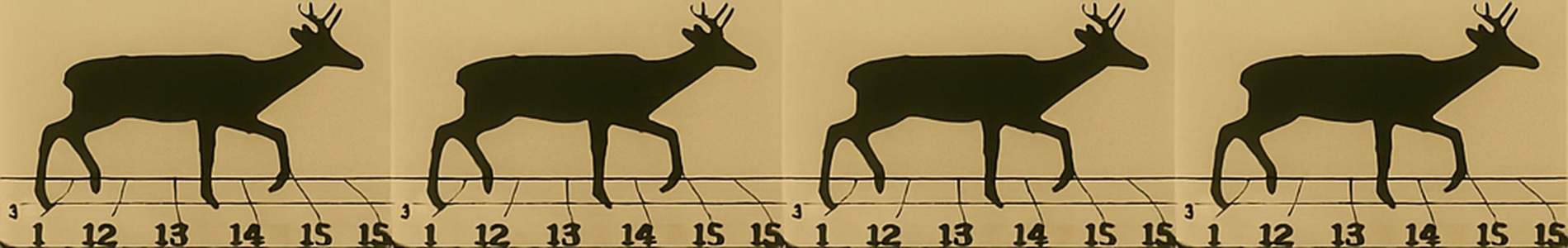 Ciervo trotando (medio paso) / Deer, trotting 1/2 stride (1881)